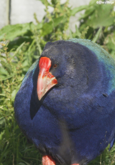 3147-takahe.jpg