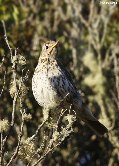 2323-thrush.jpg