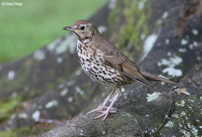 9719-thrush.jpg