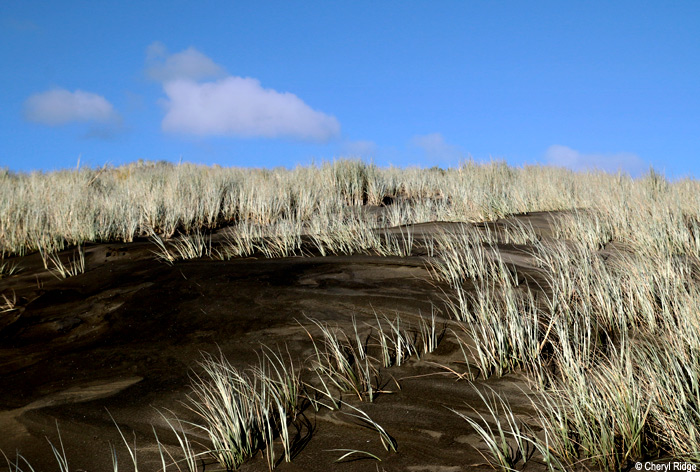 2043-bethells-beach.jpg