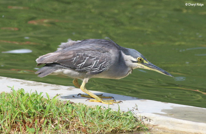 3225-heron.jpg