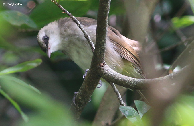 4061-bulbul.jpg