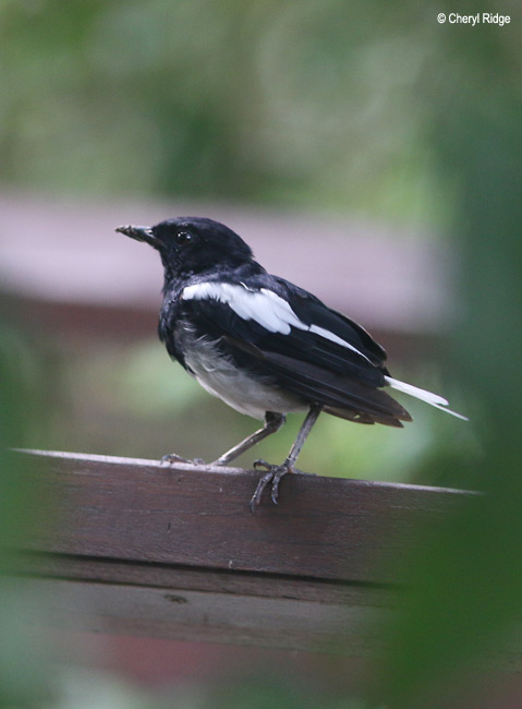 4172-magpie-robin.jpg