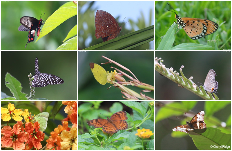 asia-butterflies-sml.jpg
