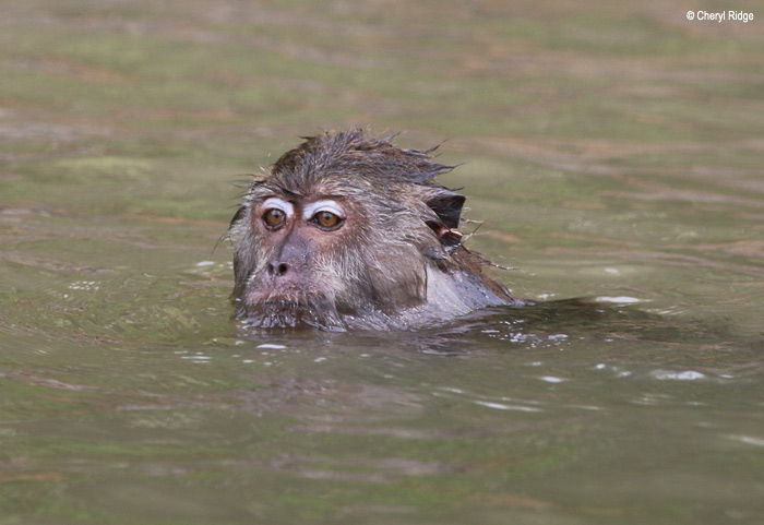 3407-monkey.jpg