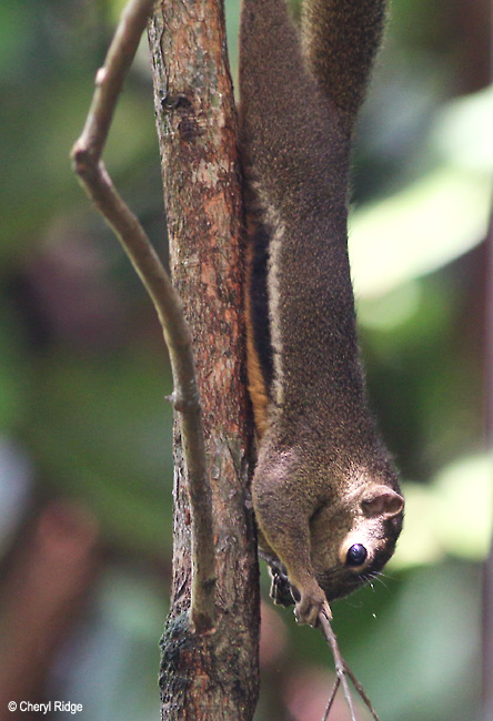 4086-squirrel.jpg