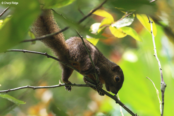 4092-squirrel.jpg