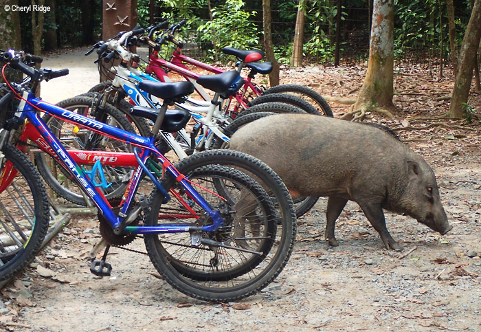 P9010037-wild-boar.jpg