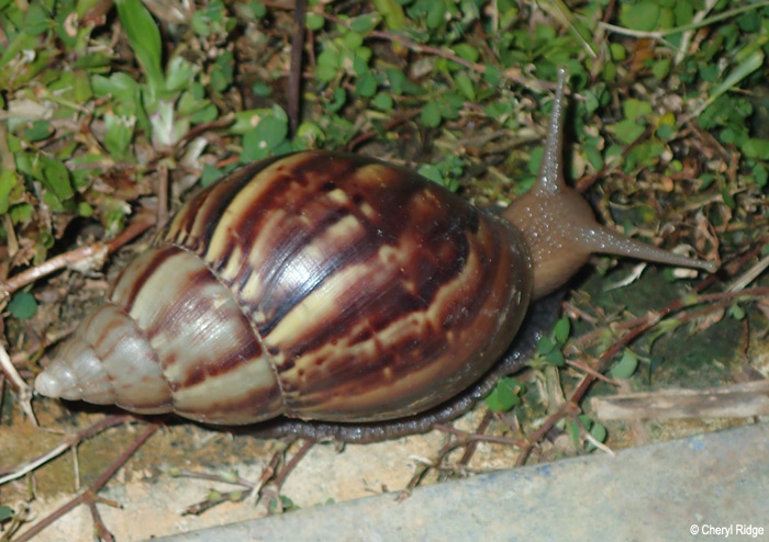 P8280184-snail.jpg