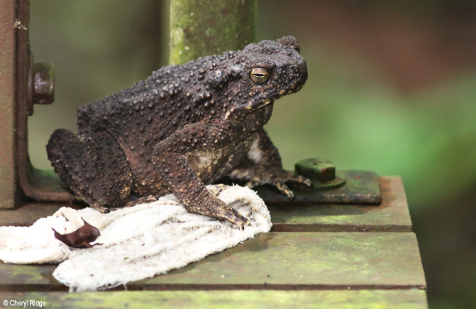 3269-toad.jpg