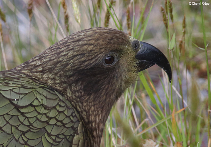 1445-kea.jpg