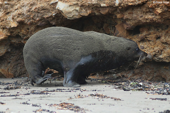 1363b-nz-fur-seal.jpg
