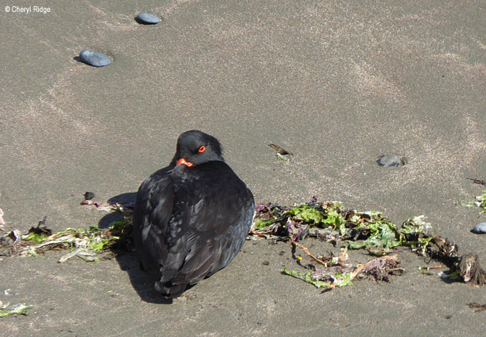 P1000119-variable-oystercat.jpg