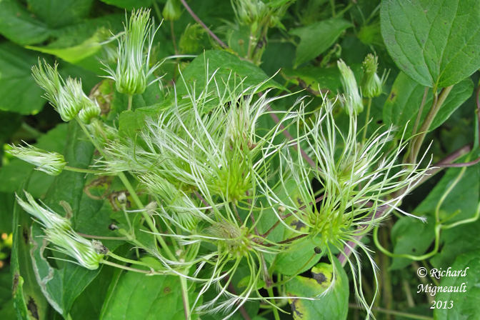 Clmatite de Virginie - Virginia Virgins Bower - Clematis virginiana 5m13