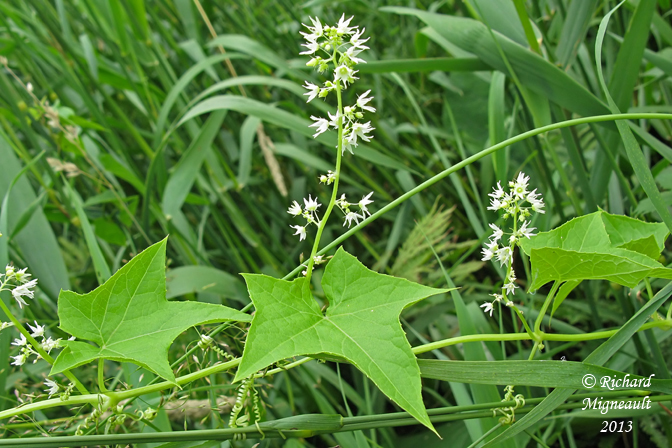 Concombre sauvage - Wild Cucumber - Echinocystis lobata 2m13