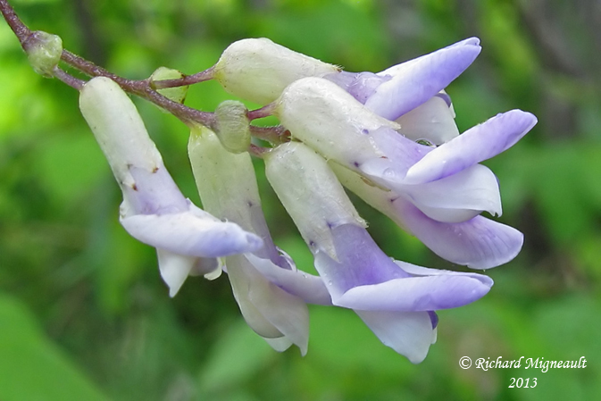 Amphicarpe bractole - Hog-peanut - Amphicarpa bracteata 3 m13