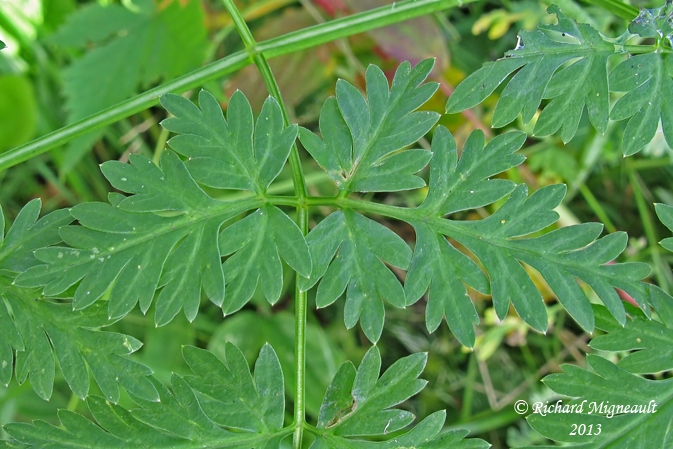 Conioslinum de Genesee - Hemlock parsley - Conioselinum chinense 3 m13