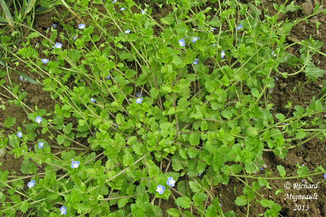 Vronique de Perse - Birds-eye speedwell - Veronica persica 1 m13