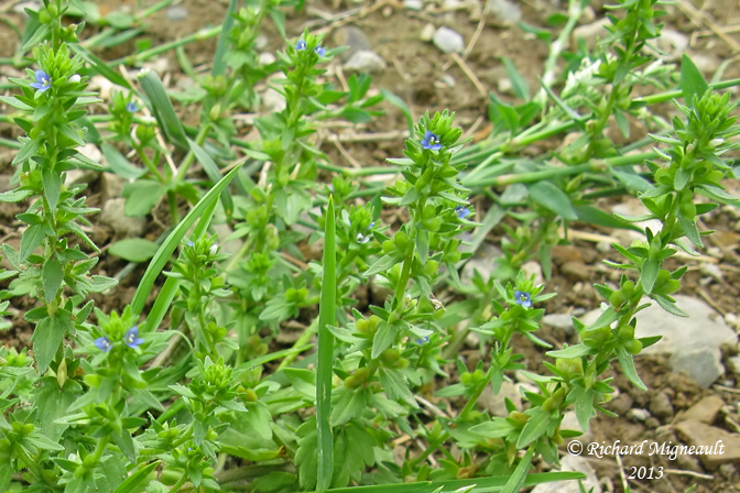 Vronique des champs - Corn speedwell - Veronica arvensis 1 m13