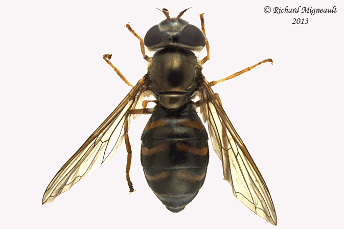 Syrphid Fly - Dasysyrphus laticaudus 1 m13 7,7mm 