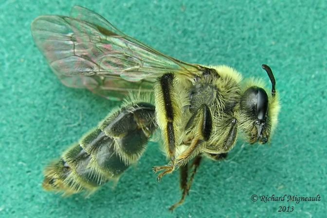 Mining Bee - Andrena sp6 1 m13 12,8mm 