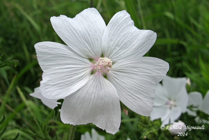 Mauve musque - Musk mallow - Malva moschata 7 m14 