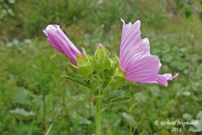 Mauve alce - Vervain mallow - Malva alcea 2 m14