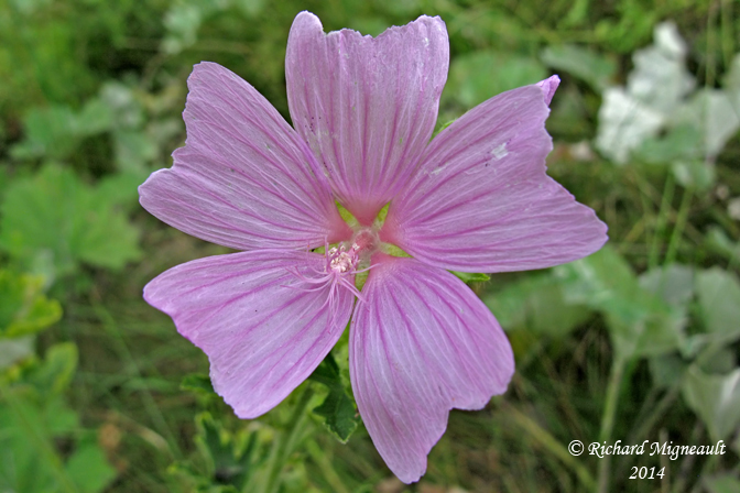 Mauve alce - Vervain mallow - Malva alcea 3 m14