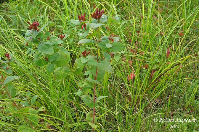 Millepertuis de Virginie - Virginia St. Johns-wort - Hypericum virginicum 1 m14
