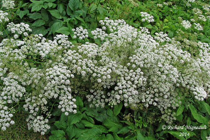 Herbe aux goutteux - Goutweed - Aegopodium podagraria 1 m14
