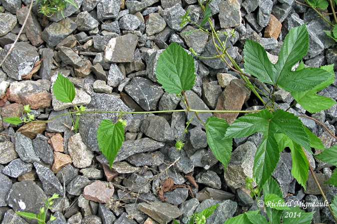 Houblon commun - Common hop - Humulus lupulus 2 m14