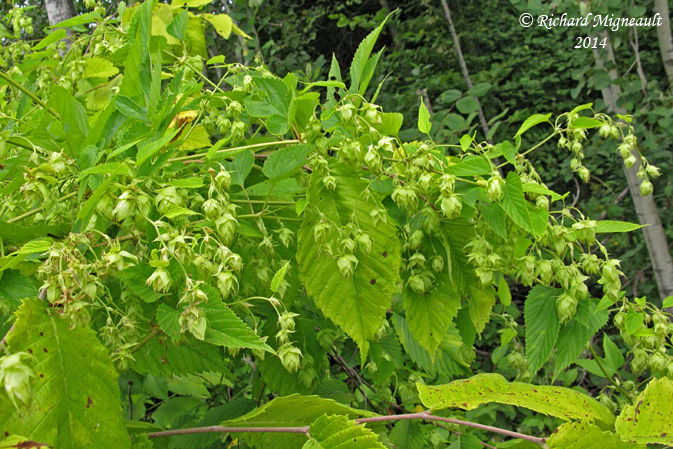 Houblon commun - Common hop - Humulus lupulus 4 m14