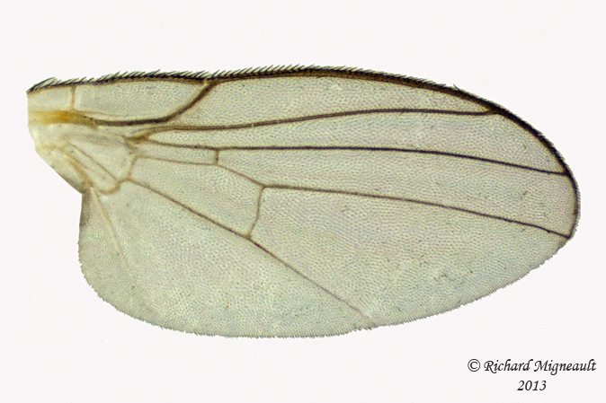 Leaf Miner Fly - Subfamily Phytomyzinae sp1 3 m13 2,6mm 