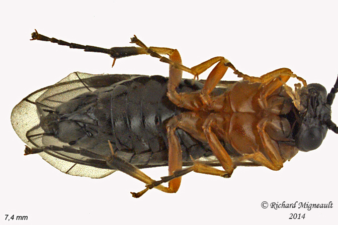 Common sawfly - Nematinae sp1 3 m14 7,4mm 