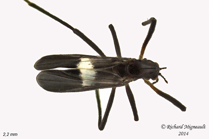 Midge - Chasmatonotus unimaculatus 3 m14 