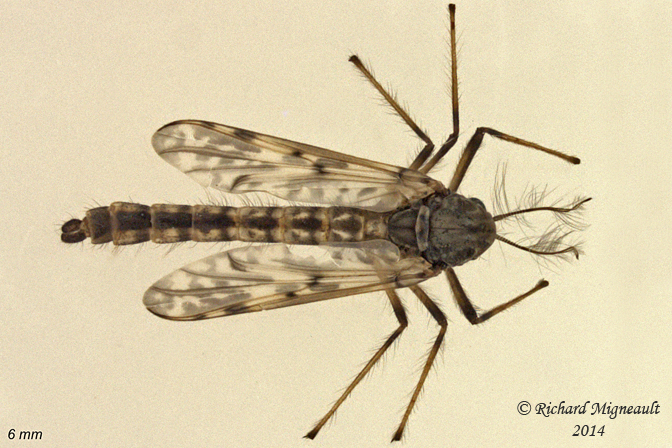 Midge - Psectrotanypus dyari 1 m14