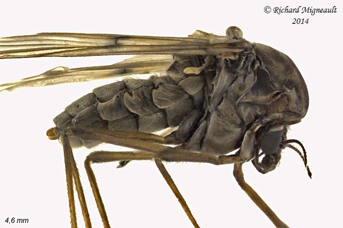 Midge - Tanypodinae sp 2 m14