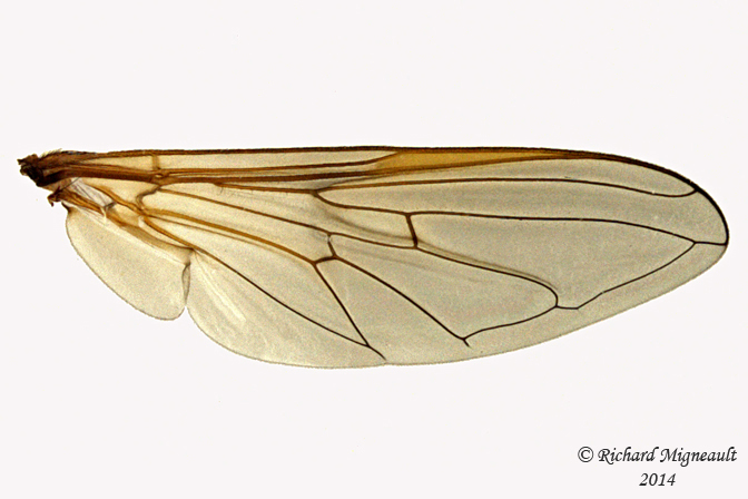 Syrphid fly - Cheilosia sp3 4 m14 