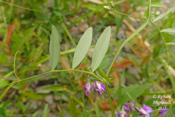 Gesse palustre - Marsh-pea - Lathyrus palustris 4 m15