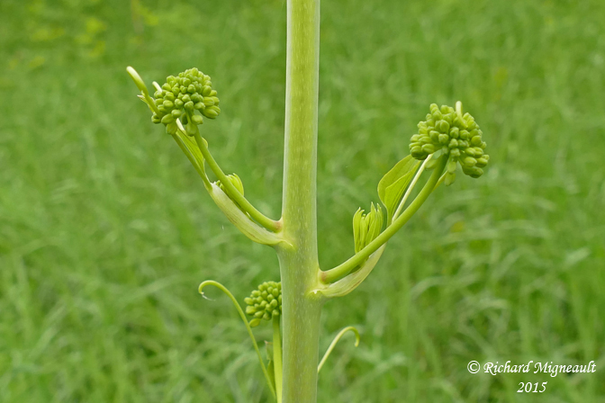 Raisin de couleuvre - Carrion flower - Smilax herbacea 4 m15