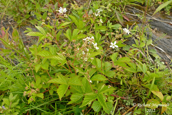 Ronce du Vermont - Vermont blackberry - Rubus vermontanus 1 m15