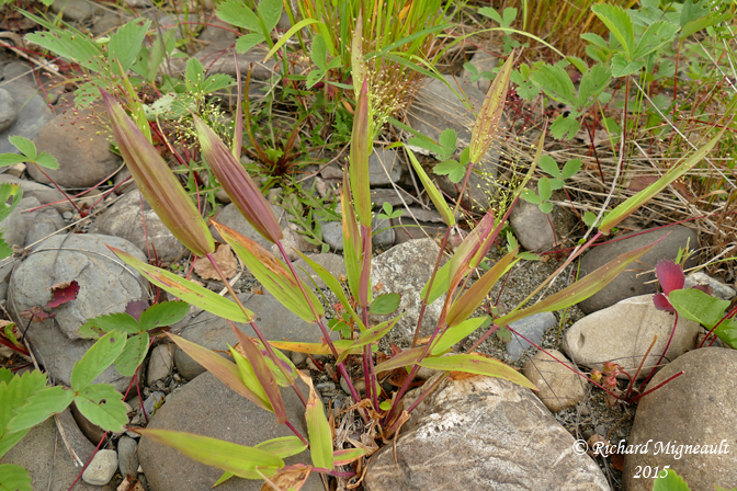 Panic borale - Boreal panic-grass - Panicum boreale 1 m15