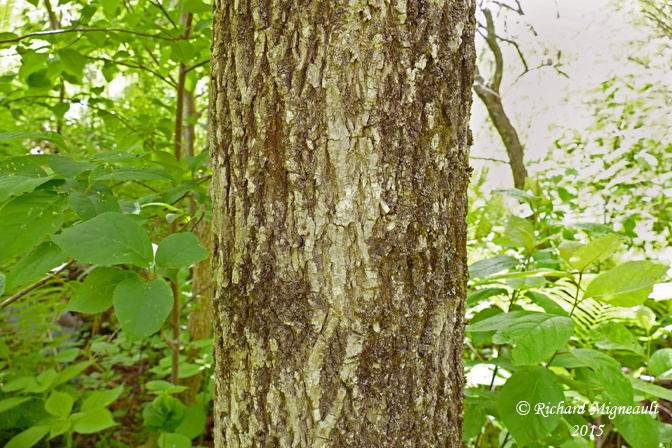 Frne blanc - White ash - Fraxinus americana 4 m15