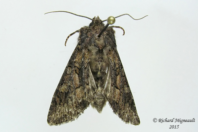 10223 - Nutmeg Moth - Anarta trifolii m15 