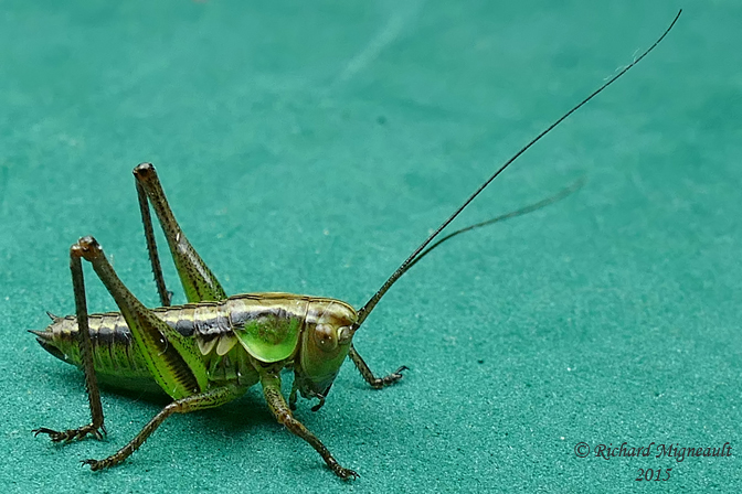 Katydid - Metrioptera roeselii, Shield-backed Katydid 2 m15