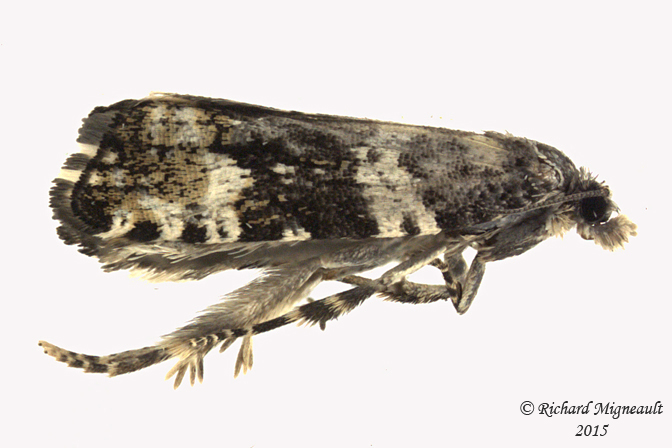 2770 - Dusky Leafroller Moth - Orthotaenia undulana m15 