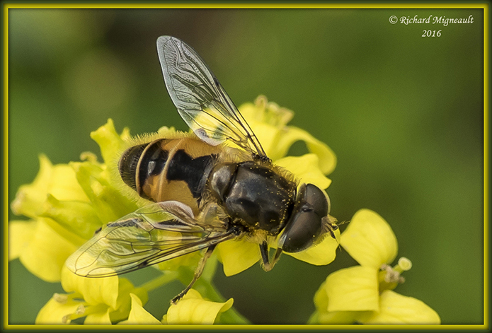 Syrphid Fly - Eristalis arbustorum m16