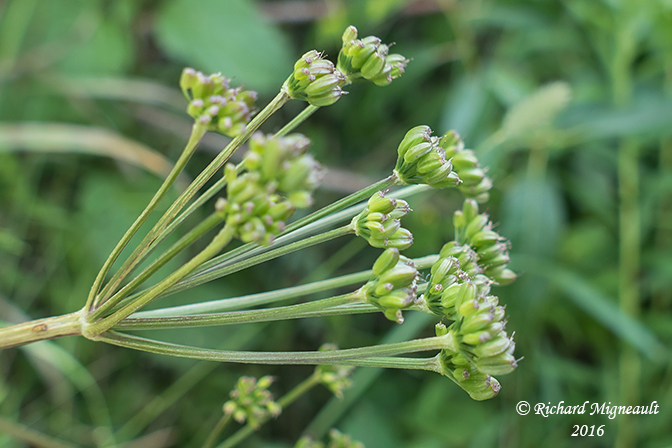 Zizia dor - Golden Alexanders - Zizia aurea 5 m16