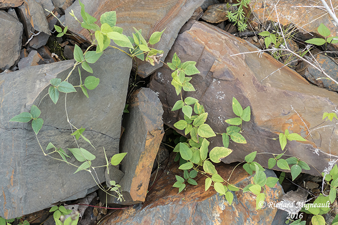 Amphicarpe bractole - Hog-peanut - Amphicarpa bracteata 2 m16