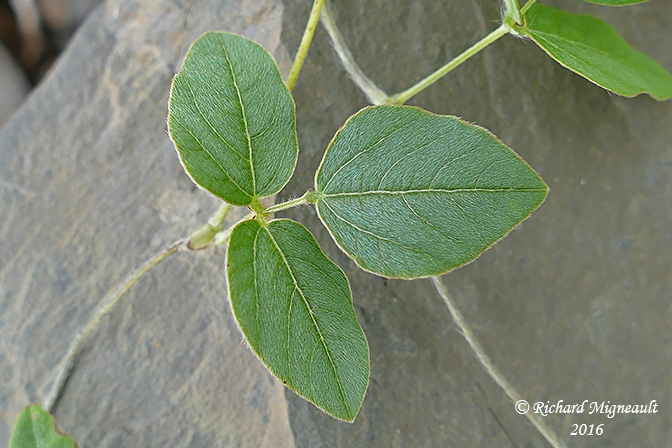Amphicarpe bractole - Hog-peanut - Amphicarpa bracteata 4 m16